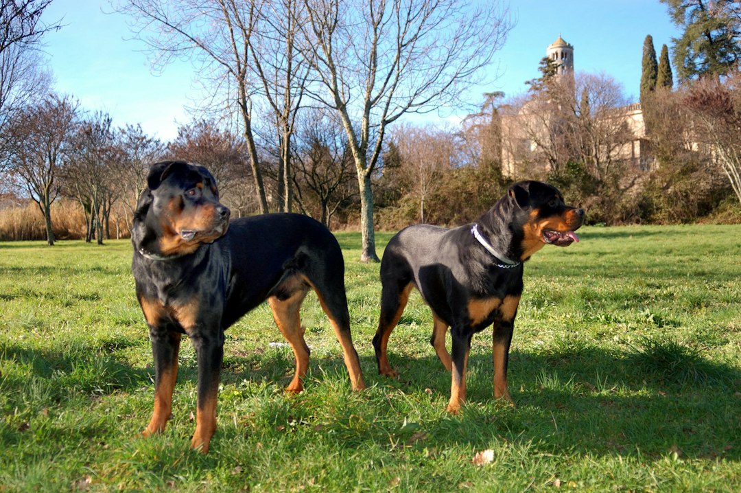 A Second Set of Eyes on Your Dog's Hip X-Rays