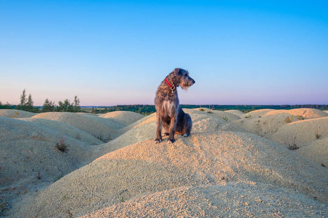 Acupuncture for Arthritic Dogs: Does It Help?