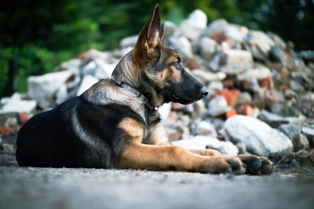 Acupuncture for DM Dogs: What Owners Report and What to Expect
