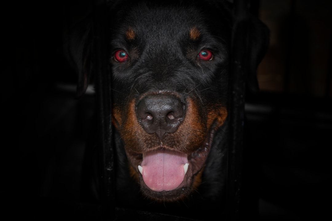 Acupuncture for Hip Dysplasia Dogs: Does It Help?