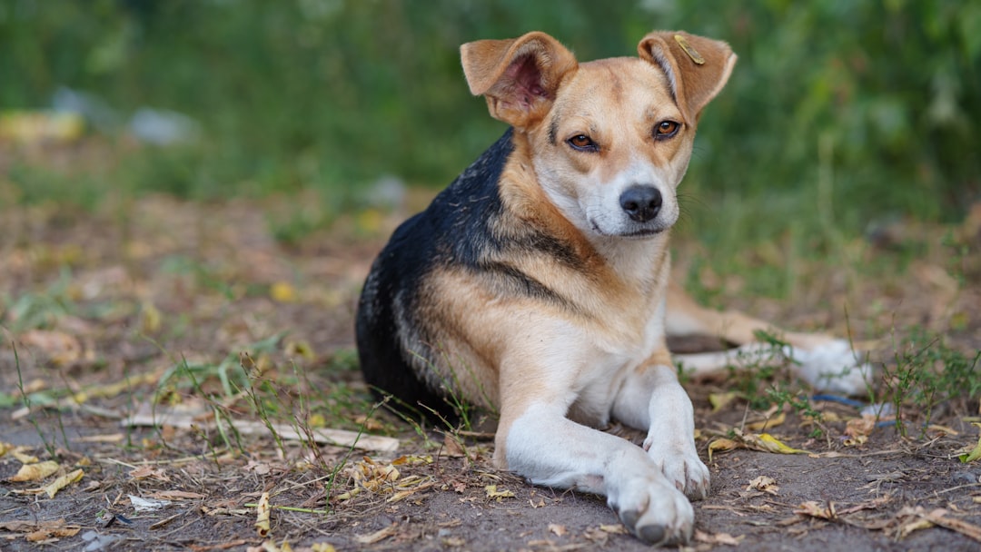Adopting an IVDD or Paralyzed Dog: What to Know First