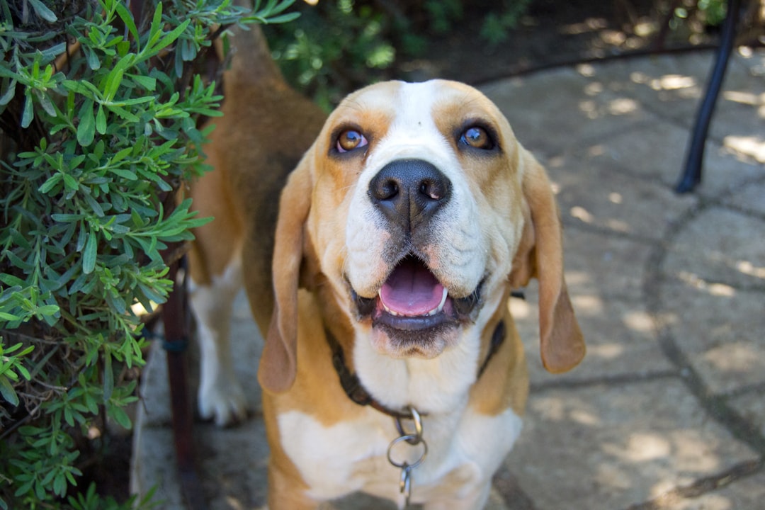 Amantadine for IVDD Dogs