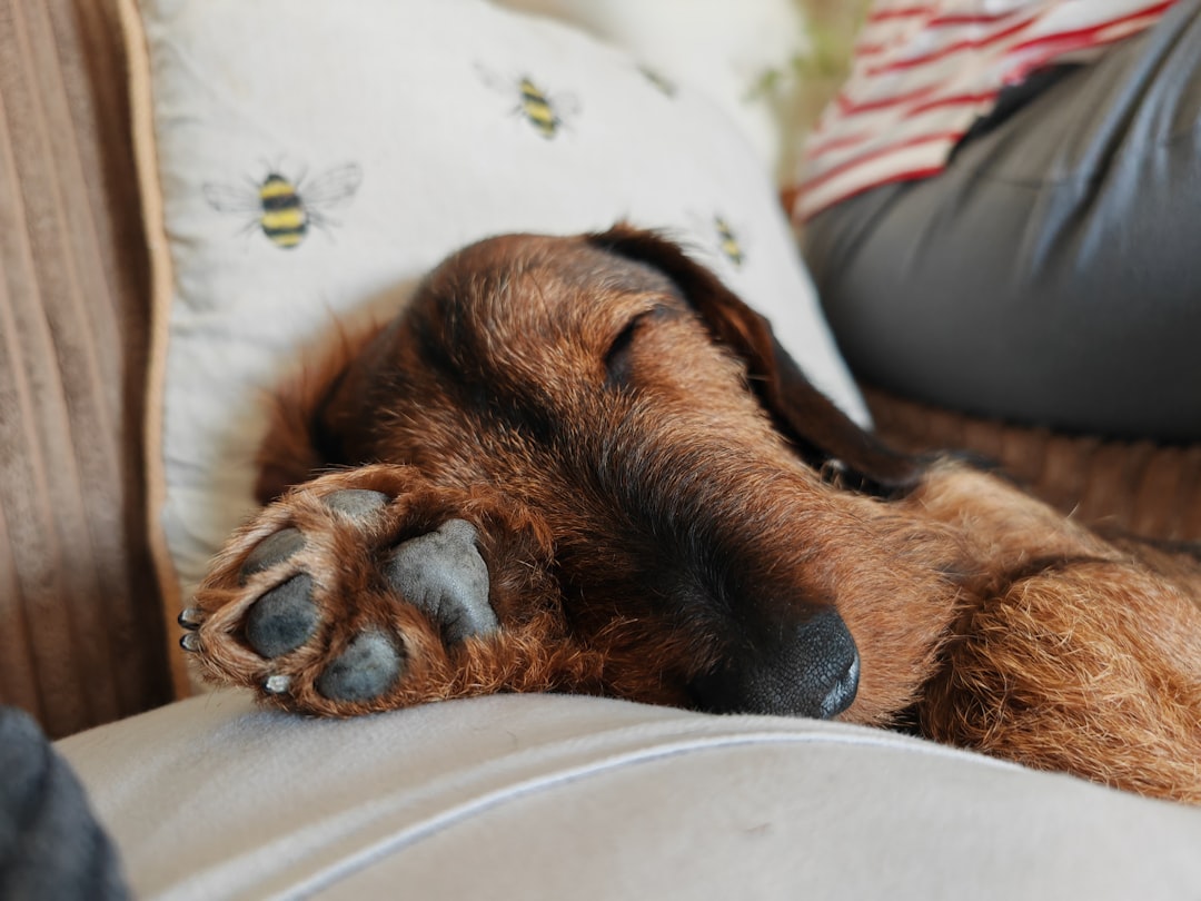 Anti-Inflammatory Foods for IVDD Dogs: What's Evidence-Based