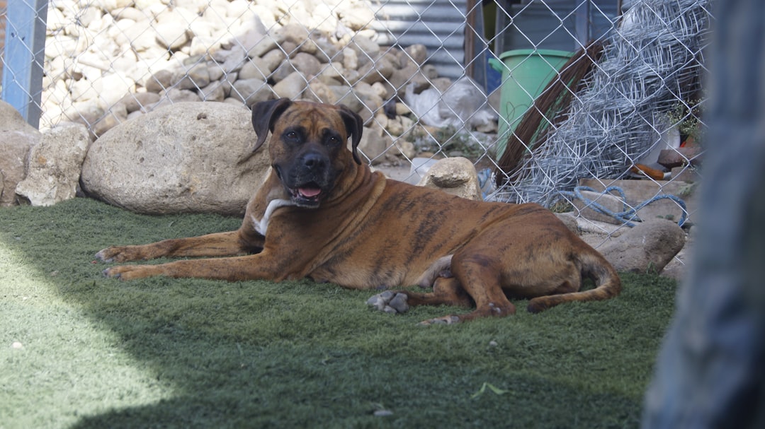 Anticipatory Grief With a DM Dog: The Long Goodbye