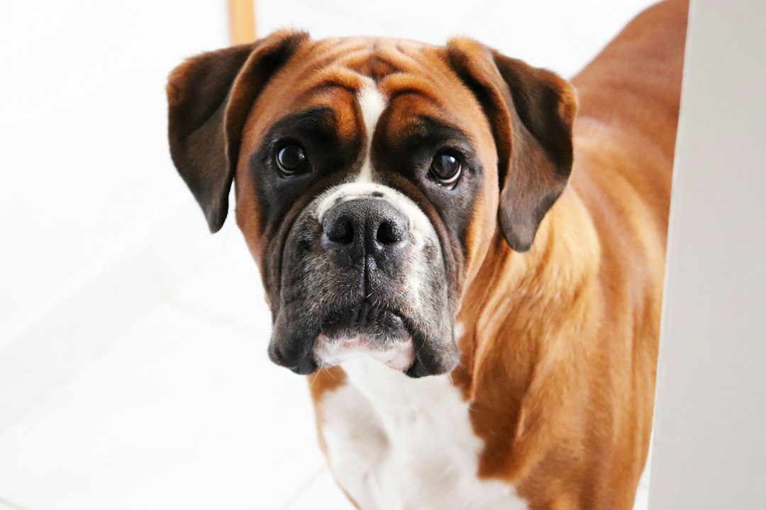 Appetite Changes in DM Dogs: What's Normal and When to Worry
