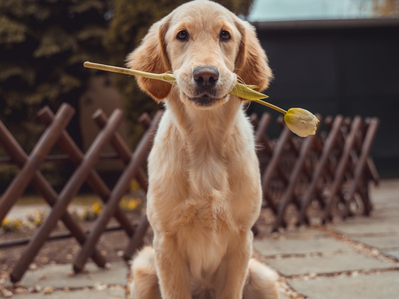 Joint Supplements for Dogs: A Complete Guide to Supporting Joint Health