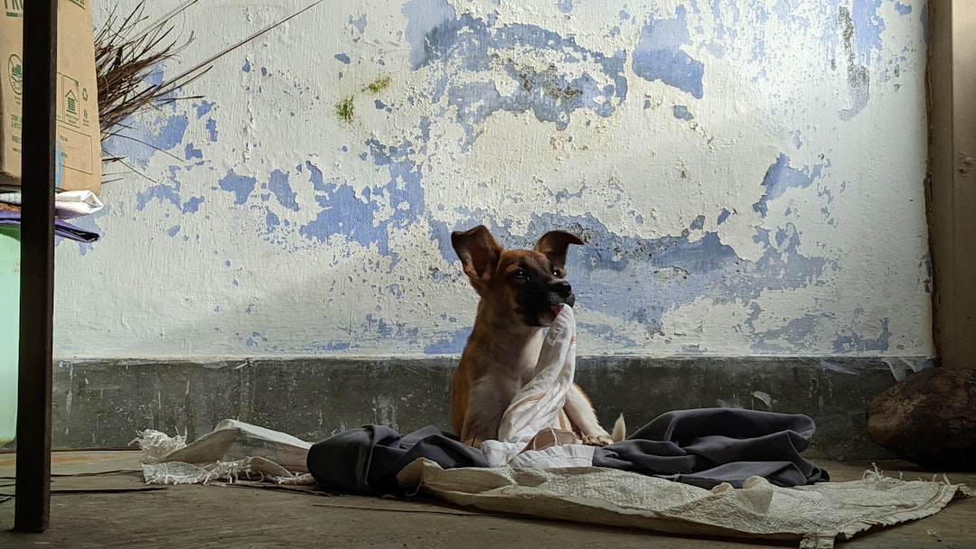 Ataxia in Dogs: Causes, Diagnosis, and What to Do