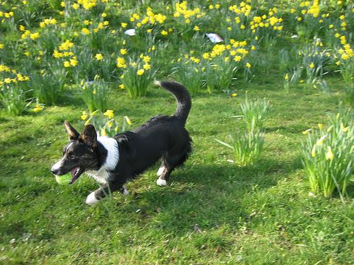 Basset Hound IVDD: Long-Back & Neck Risk Explained