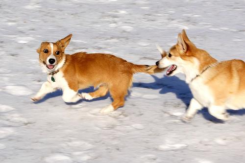 Beagle IVDD: Signs, Risk & Prevention for an Active Breed