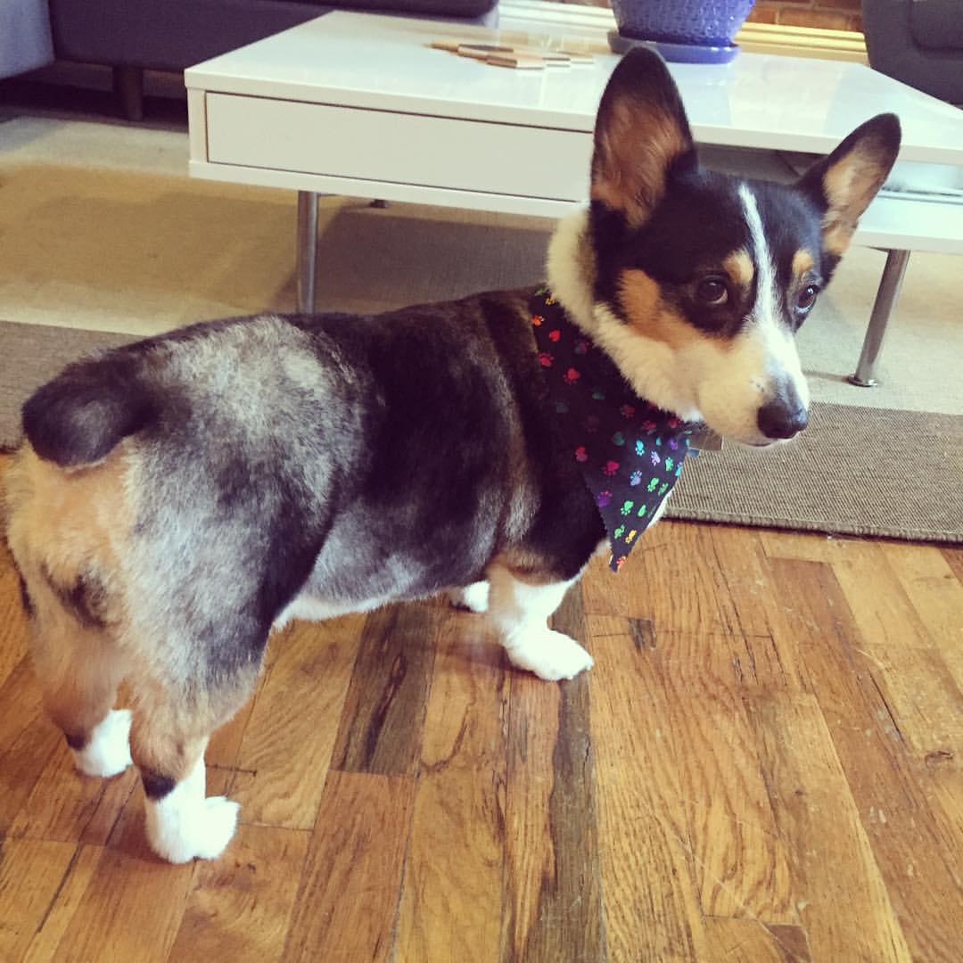 Belly Bands & Diapers for IVDD Dogs (and How to Prevent Urine Scald)