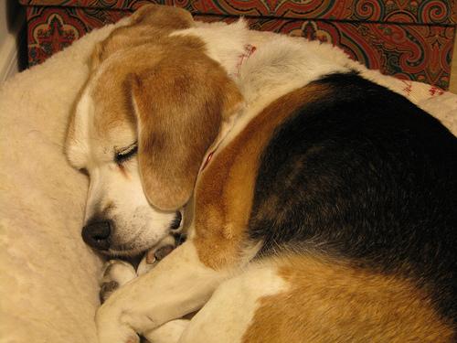 Best Orthopedic Beds for IVDD & Down Dogs