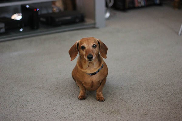 Best Rear-Support Harnesses & Slings for IVDD Dogs