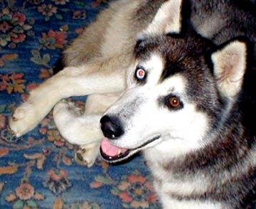 Bladder and Bowel Care for Paralyzed Dogs: A Real Caregiver's Guide
