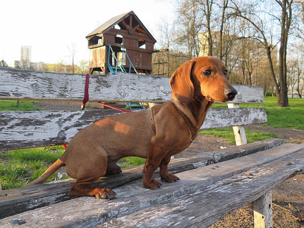 Bladder Expression for IVDD Dogs: Step-by-Step
