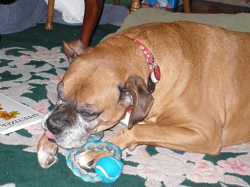 How to Manually Express Your Paralyzed Dog's Bladder at Home