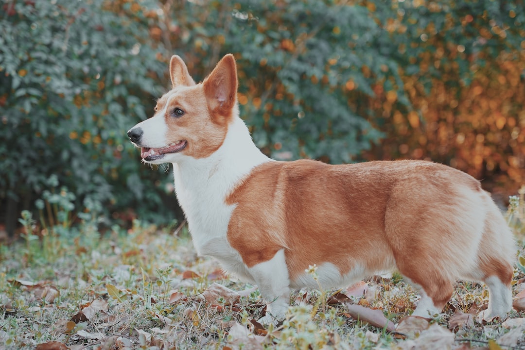 Boarding an IVDD Dog: Is It Even Possible?