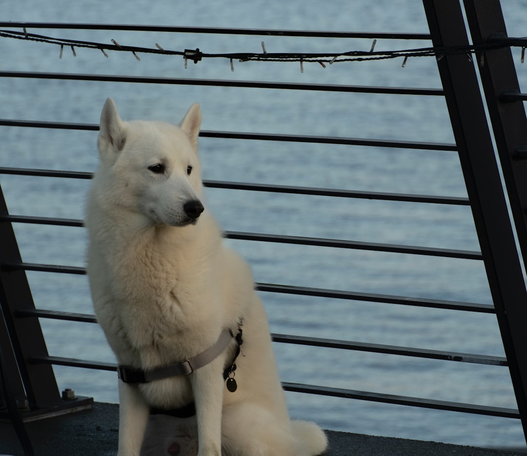 Bone Infection in Dogs: When Osteomyelitis Takes a Leg
