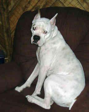 Paw Protection for DM Dogs: Boots & Knuckling Care