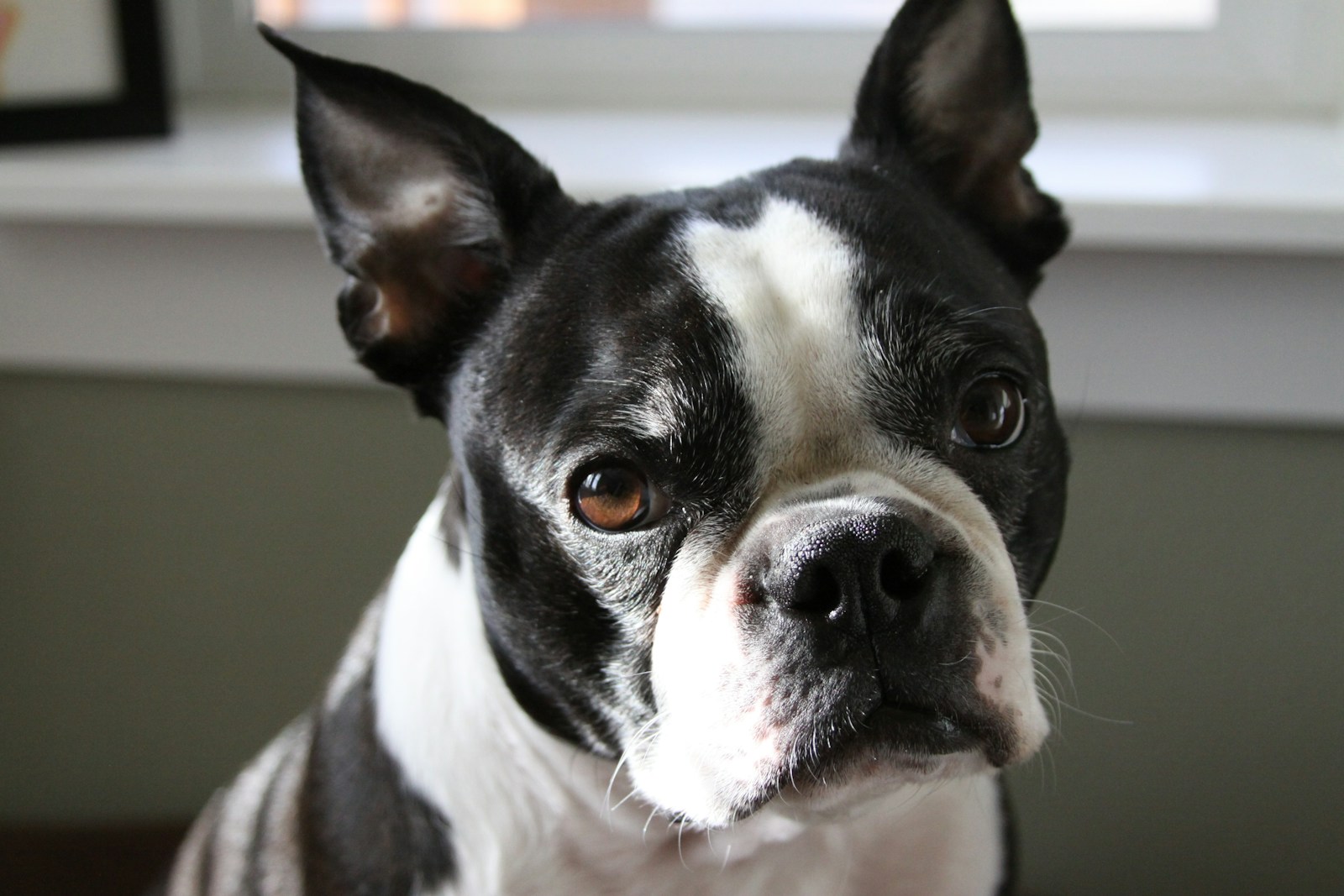 Boston Terrier IVDD: The Cervical Disc Focus