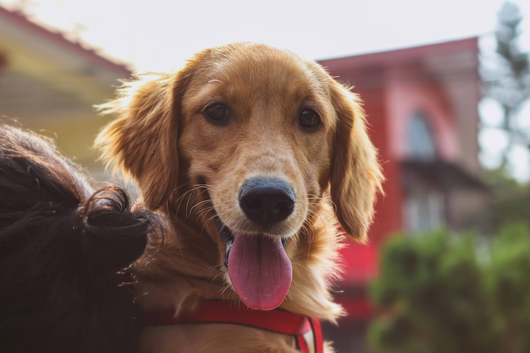 Bunny Hopping in Dogs: What It Means