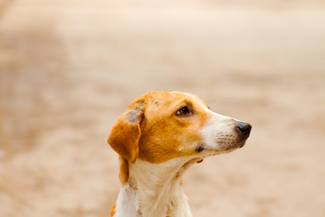 Can a Dog Live a Full, Happy Life With IVDD? Yes — Here's How