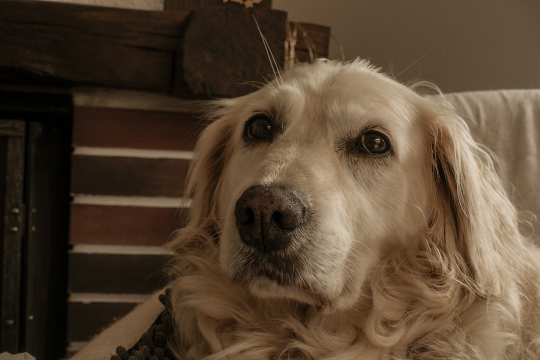 Can You Feel Hip Dysplasia in a Dog?