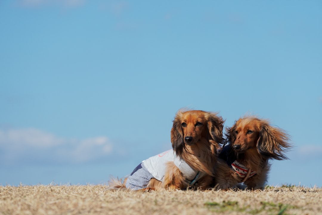 CareCredit, Scratchpay, and Vet Financing: What to Know Before You Apply