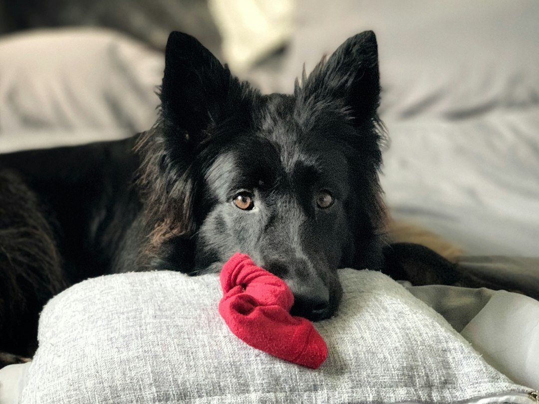 Caregiver Burnout With a DM Dog: You're Not Alone