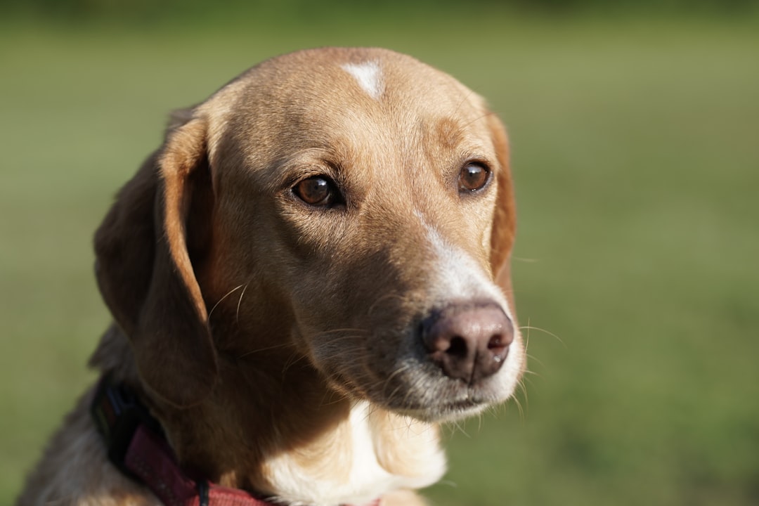 Carprofen (Rimadyl) for IVDD Dogs