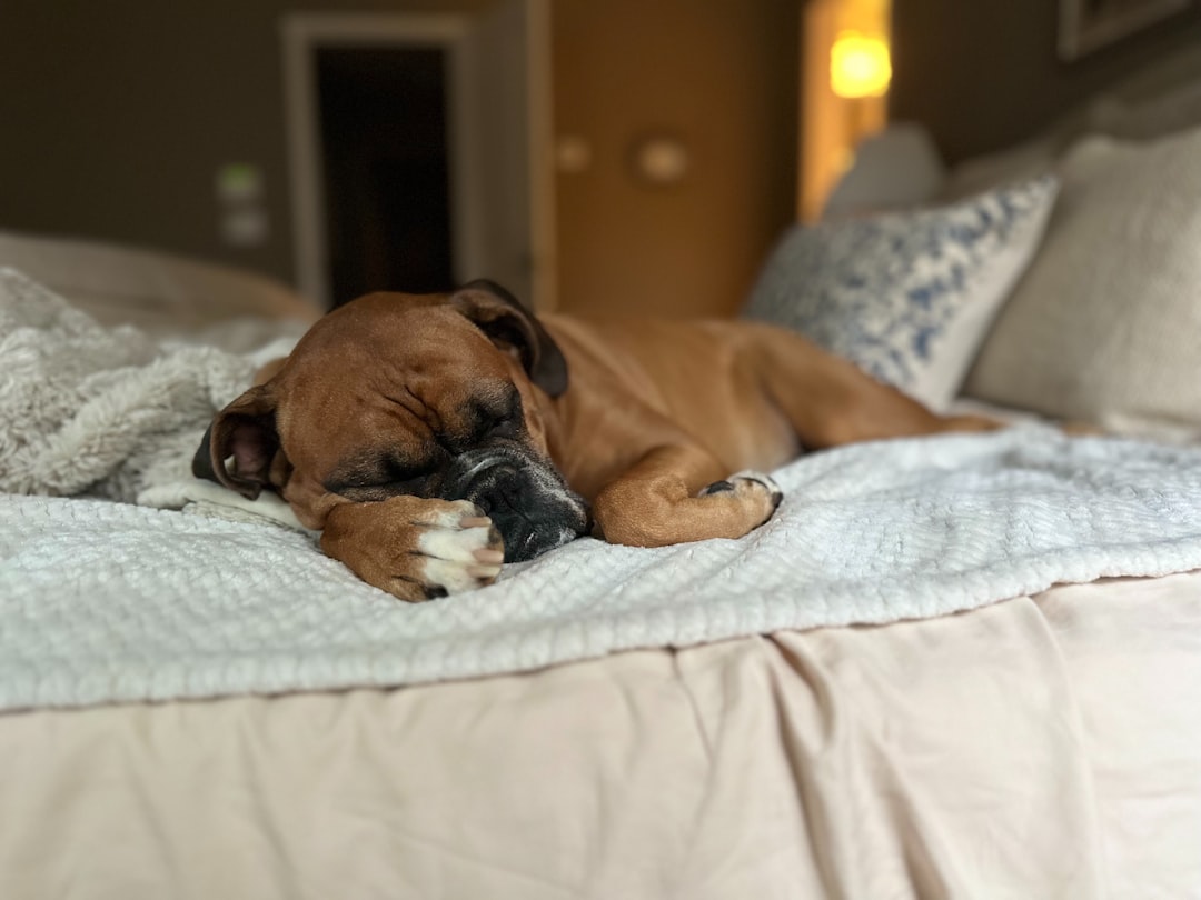 Cats and a DM Dog: Coexistence Considerations