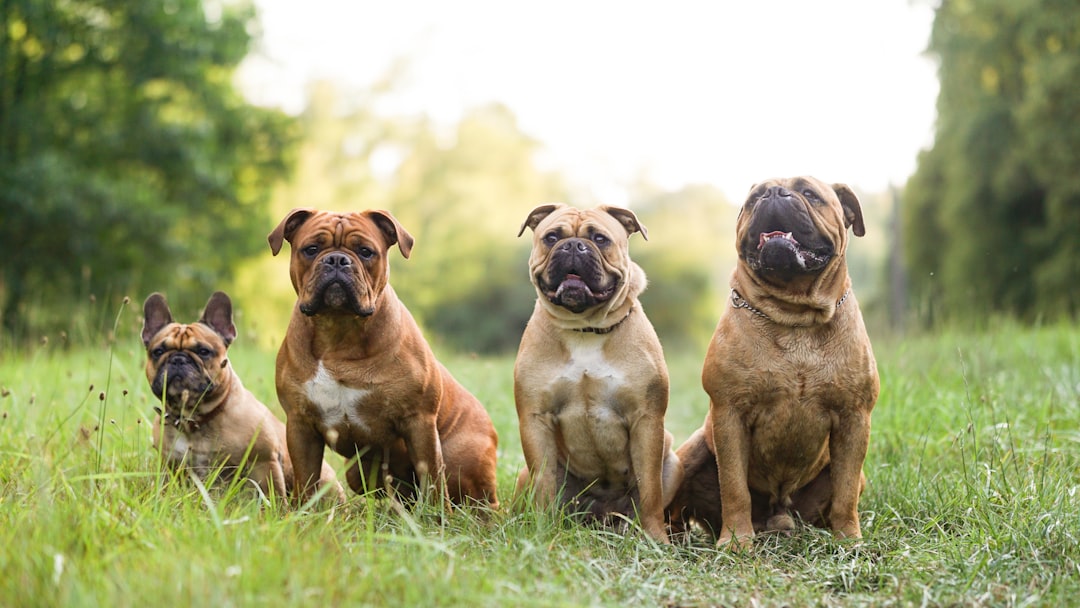 CBD for DM Dogs: Is There a Role?