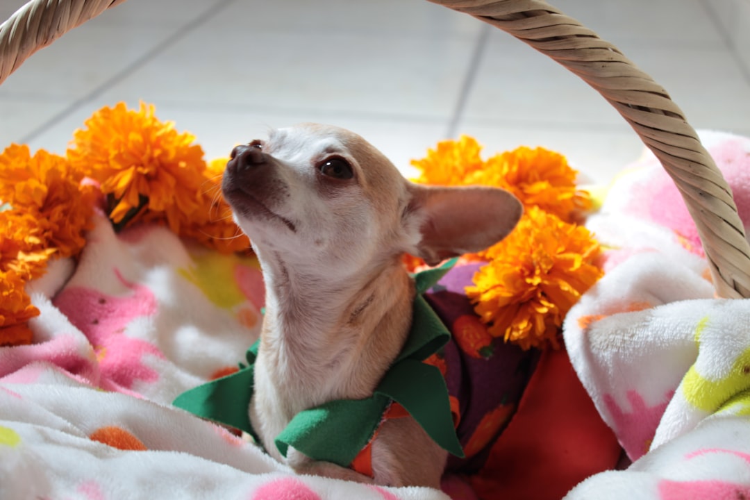 Chihuahua Back Problems: IVDD Risk, Signs, and Care