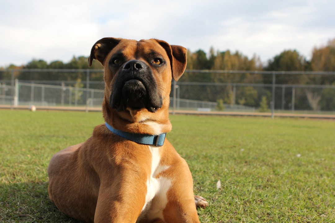Chiropractic Care for DM Dogs