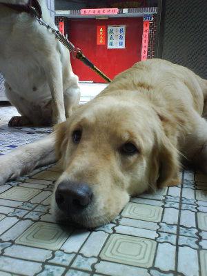 Cold Laser Therapy for Hip Dysplasia Dogs