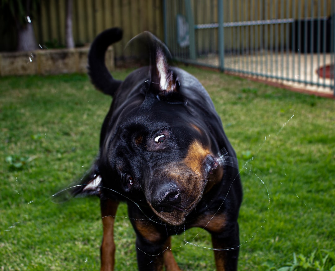 Conditions Mistaken for Canine Hip Dysplasia