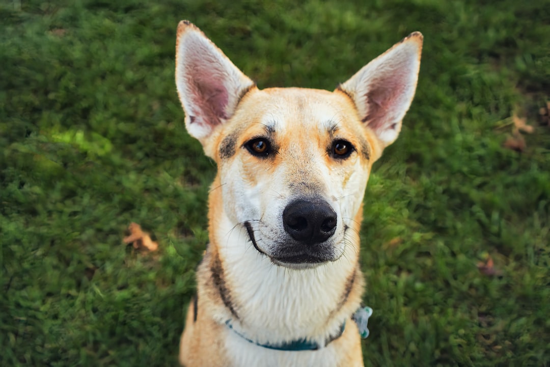 Coonhound Paralysis in Dogs: Signs & Care