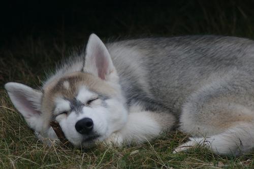 Crate Rest for DM Dogs: Does It Help or Hurt?