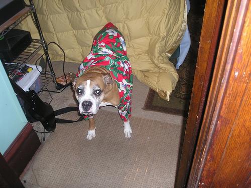 Deep Pain Perception in Dogs: What It Is and Why It Matters