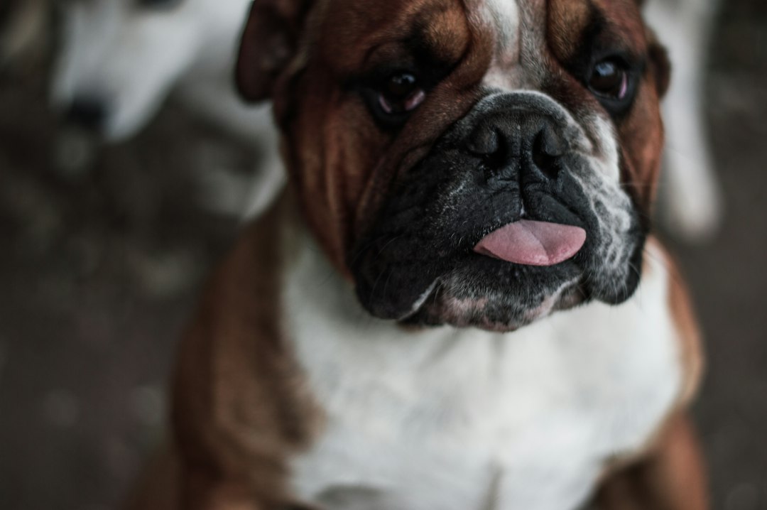 Degenerative Myelopathy in Boxers: A Caregiver's Guide