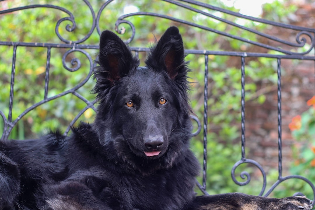 Degenerative Myelopathy in German Shepherds: What Owners Need to Know
