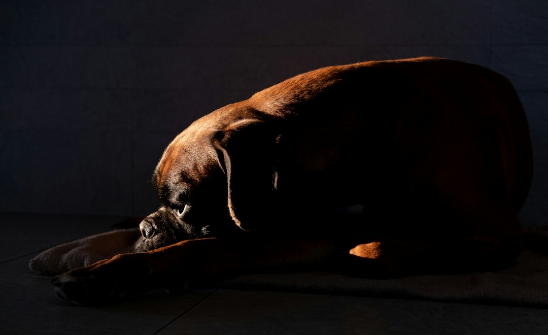 Degenerative Myelopathy in Rhodesian Ridgebacks: Owner Guide