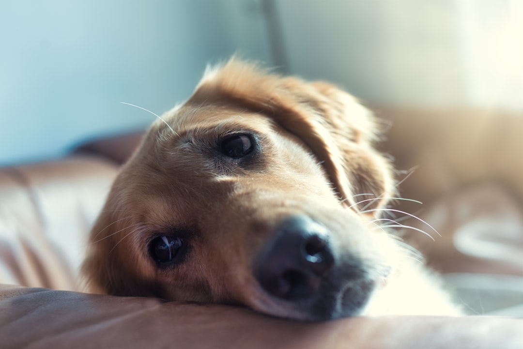 Diet and Nutrition for Dogs with Arthritis: A Complete Caregiver Guide