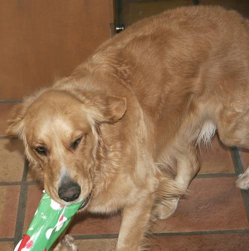 Diet & Weight Management for Hip Dysplasia Dogs