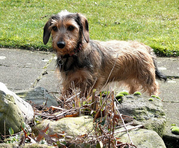 IVDD Dog Diet: What We Feed Heidi