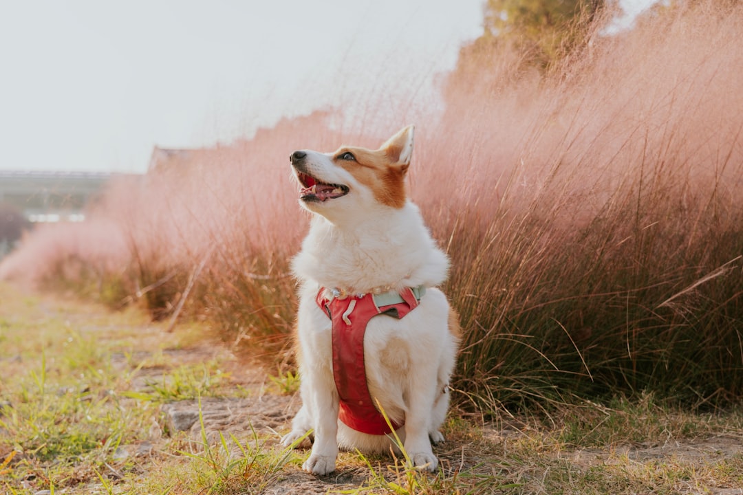 DIY Dog Wheelchair: Is Building One Worth It?
