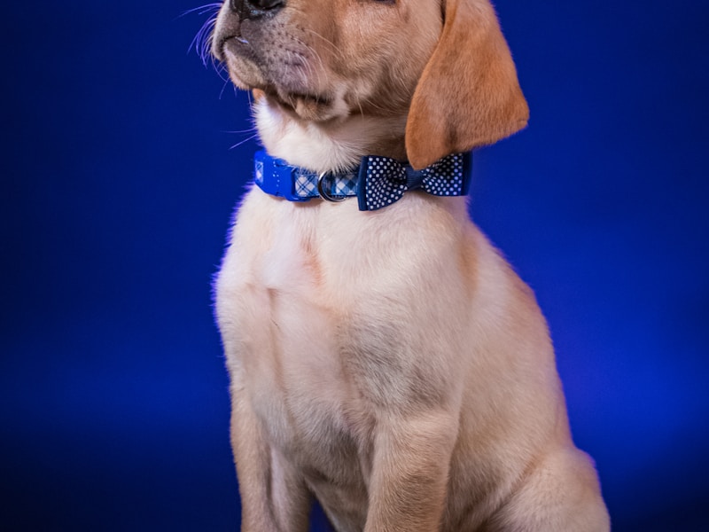 Exercise & Physical Therapy for DM Dogs: A Complete Guide