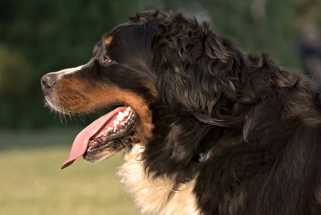 DM in Bernese Mountain Dogs: The SOD1B Variant and What It Means