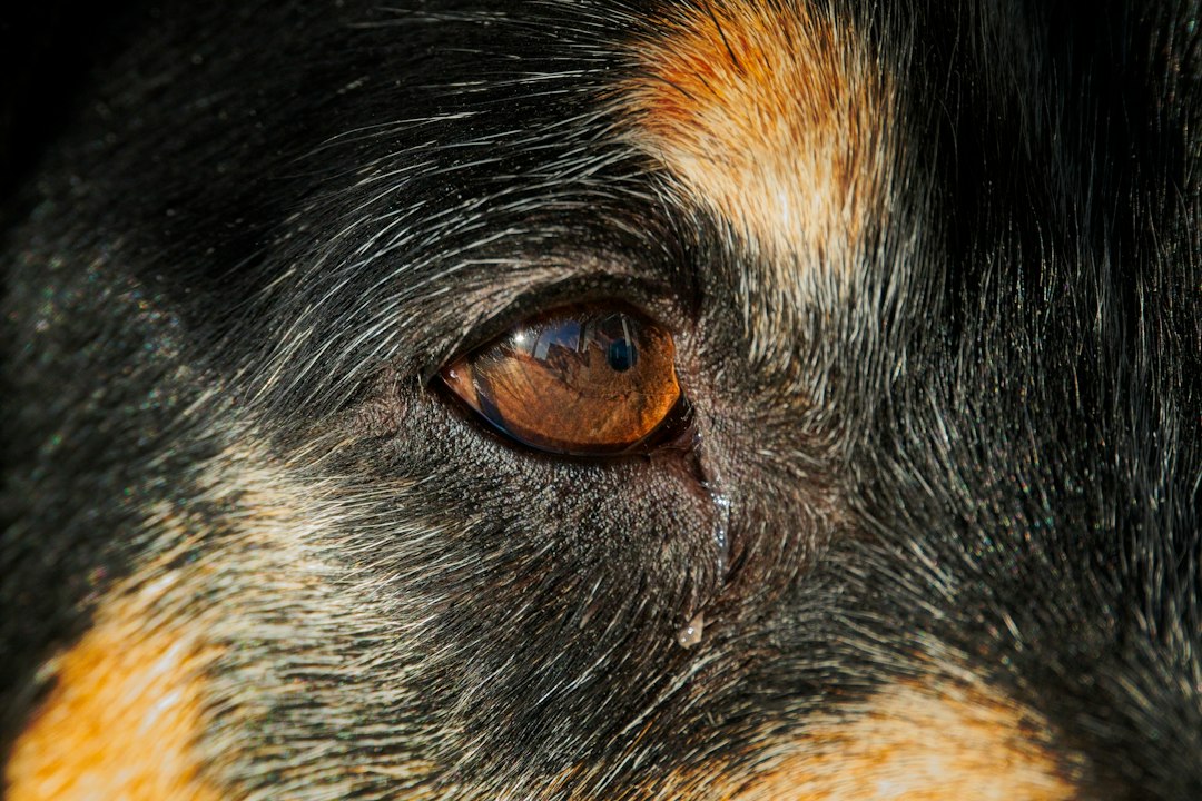 DM in Chesapeake Bay Retrievers: Breed-Specific Risk and Care
