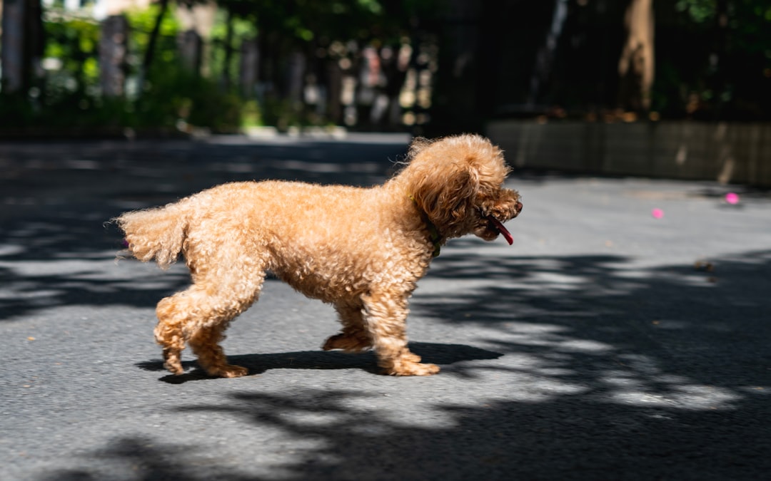 DM in Doodle Mixes: The Poodle Genetic Legacy