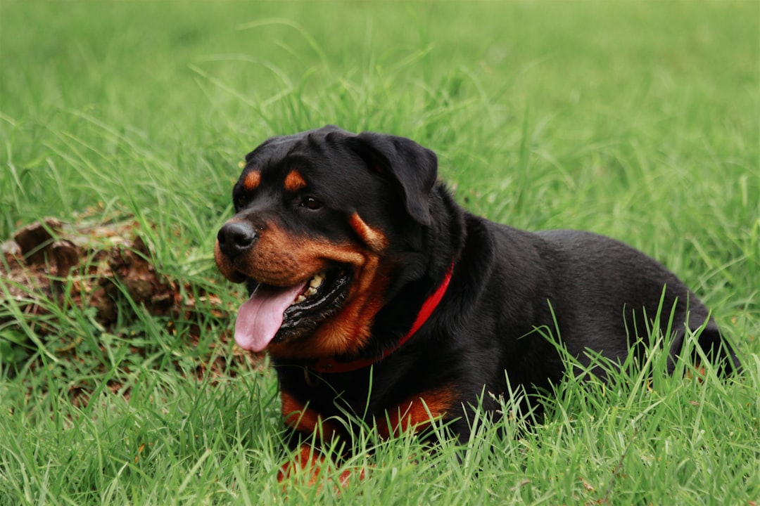 DM in Mixed-Breed Dogs: When You Don't Know What They Are